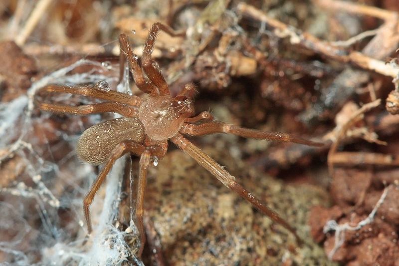 Loxosceles rufescens - Malta